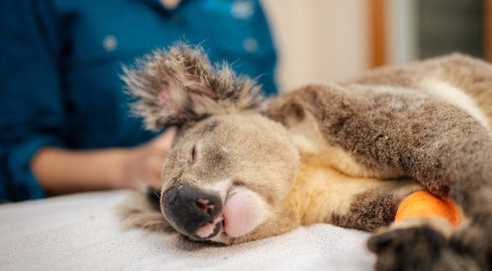 Koala