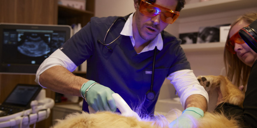 Vetoquinol alcanza los 800 Talleres Phovia impartidos en clínicas veterinarias de España y Portugal