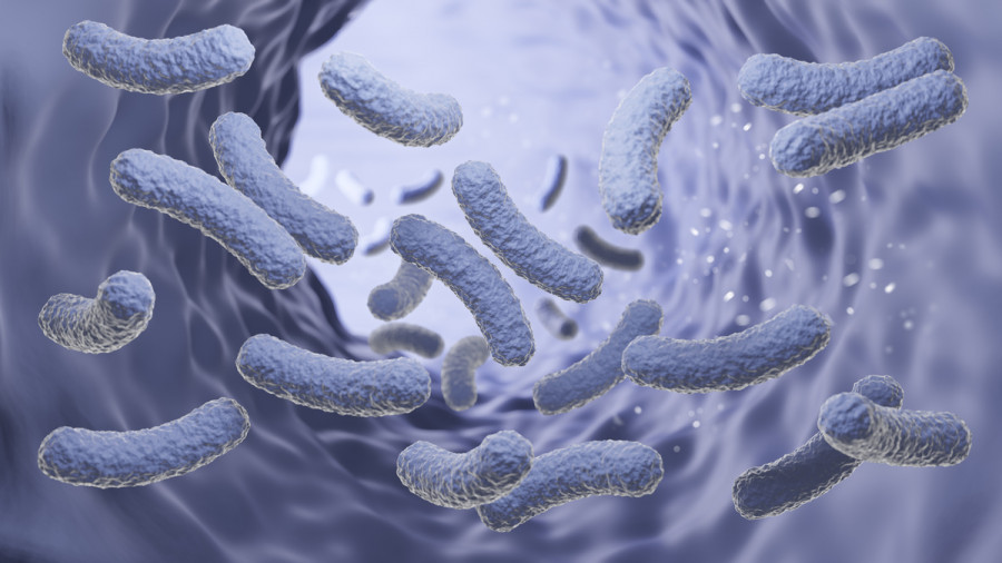 Probiotic hyaluronic bacteria lactobacillus (2)