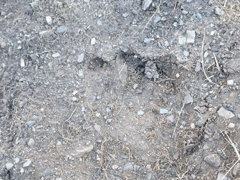 Huella animales