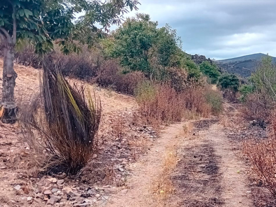 El monte recuperándose tras el incendio