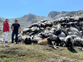 Cantabria destaca la eficacia de las vacunas ante el descenso de casos de enfermedad hemorrágica epizoótica