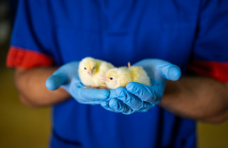 Españoles forman a 14 veterinarios de Túnez y Marruecos en enfermedades avícolas