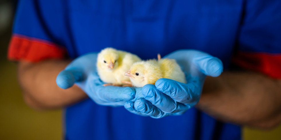 Españoles forman a 14 veterinarios de Túnez y Marruecos en enfermedades avícolas