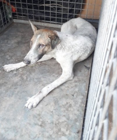 Perro melilla rabia