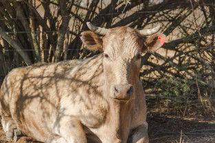 Detectan dos focos de carbunco bacteridiano (Ántrax) en Extremadura, los primeros de 2025