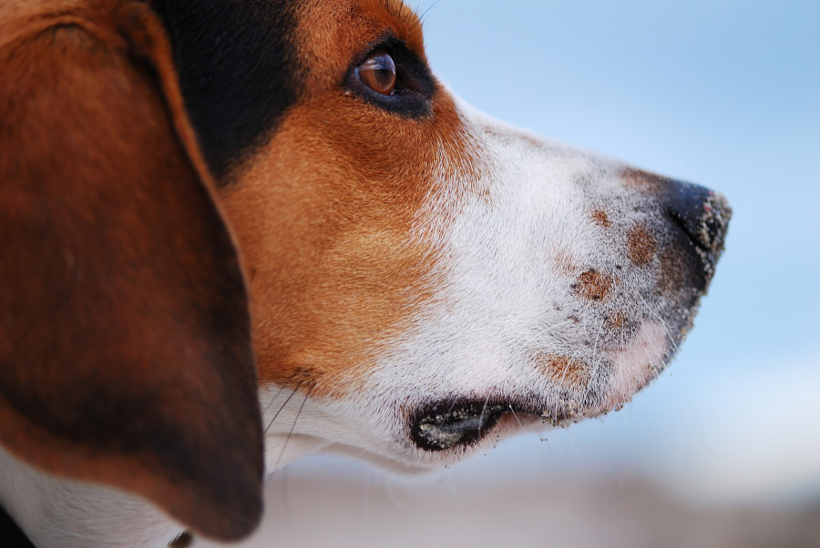 plasma otitis canina