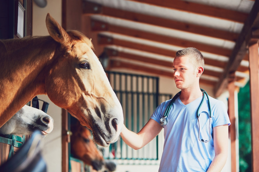 Male veterinarian checking horse stable (1)