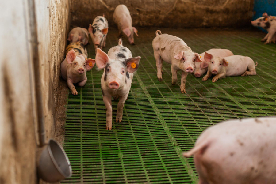 vacuna sólida virus síndrome reproductivo respiratorio porcino