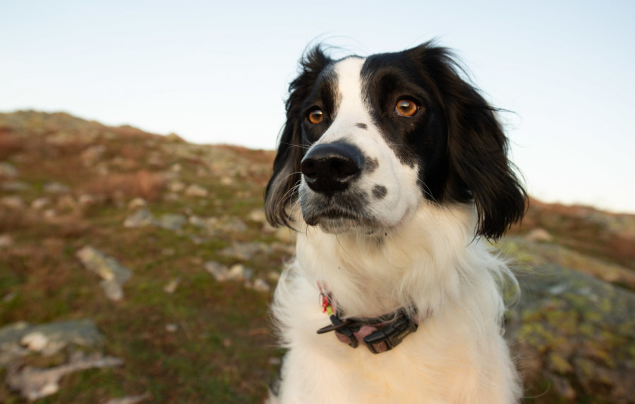 leishmania canina canarias