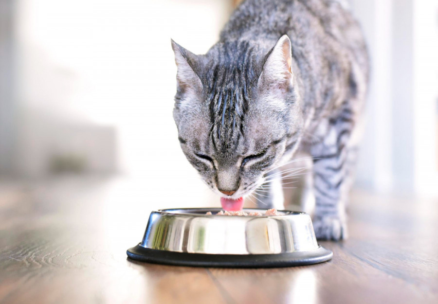 Comida cruda gatos bacterias patógenos