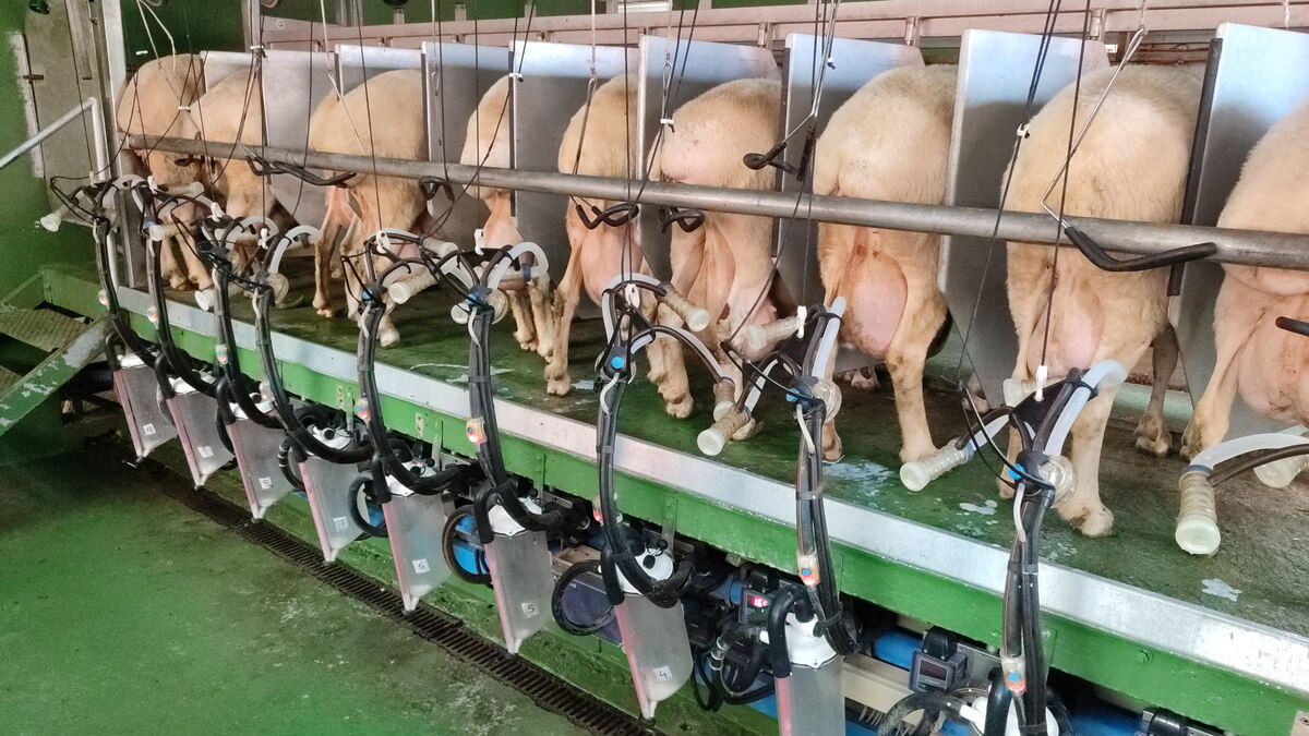 Ovejas lecheras