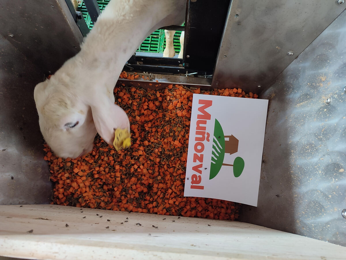Investigación alimentación ovino zanahorias oveja