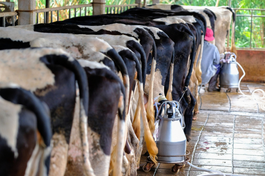Vacas lecheras seminario zoetis