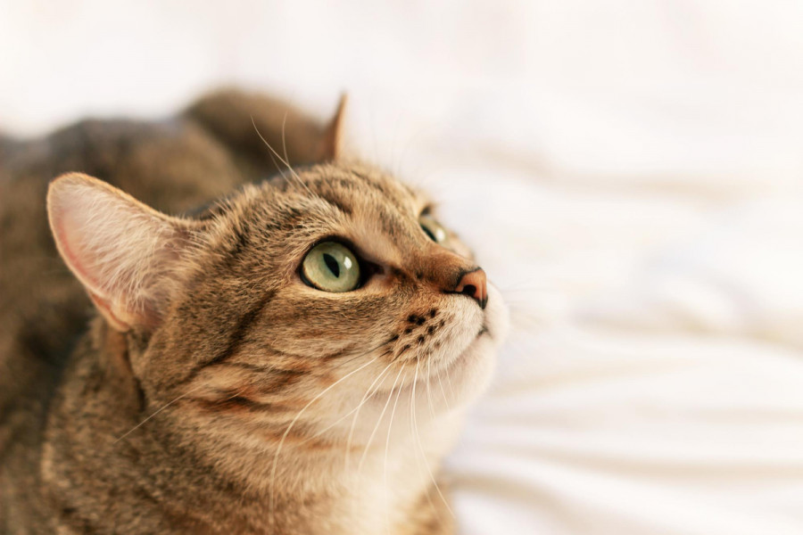 Listeria ivanovii gato
